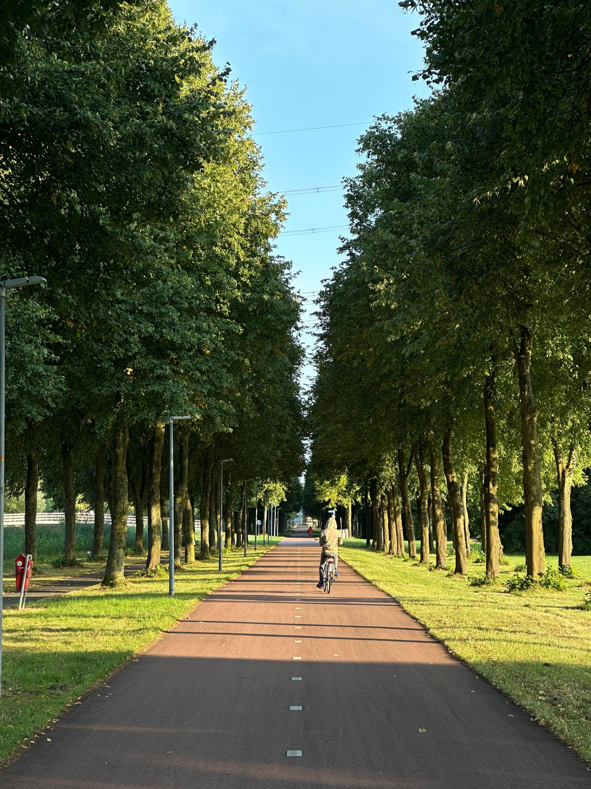 A paved, tree-lined path through a public park