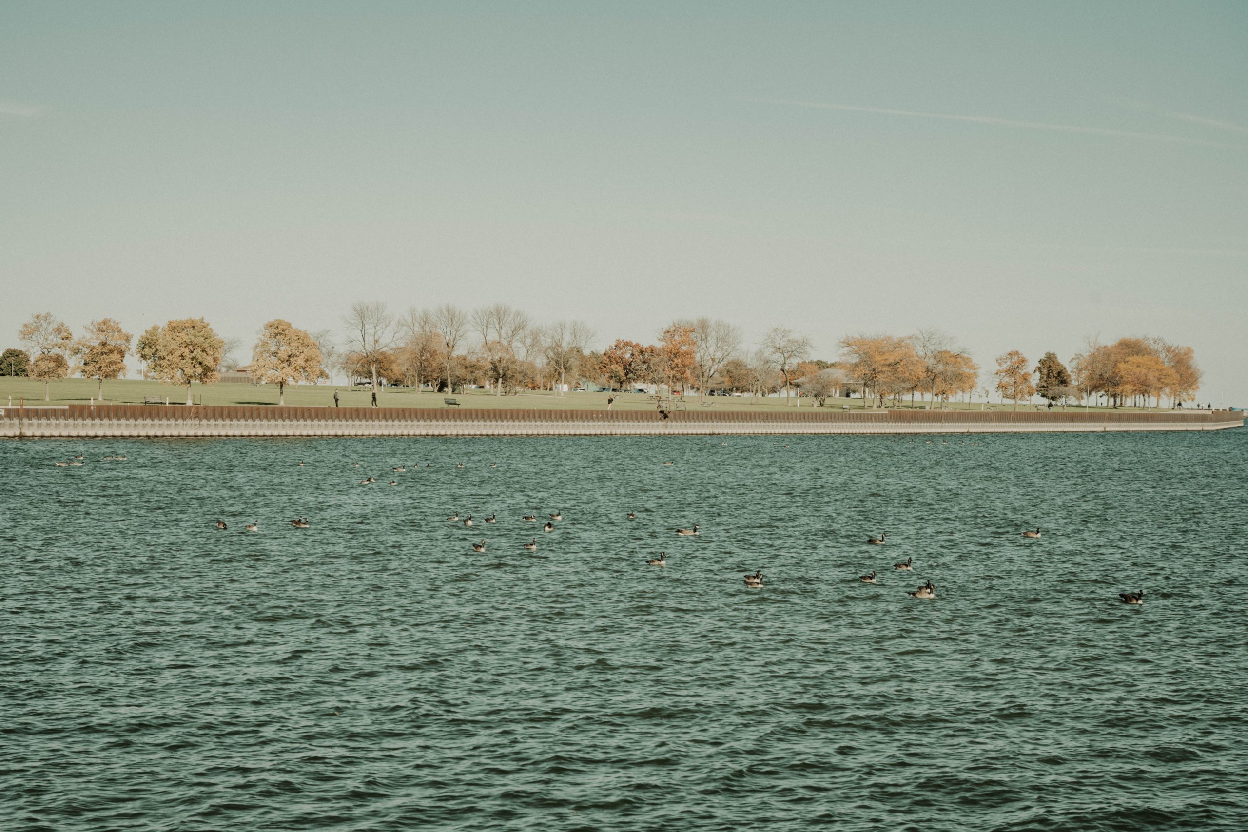 A calm lake shoreline lined with trees