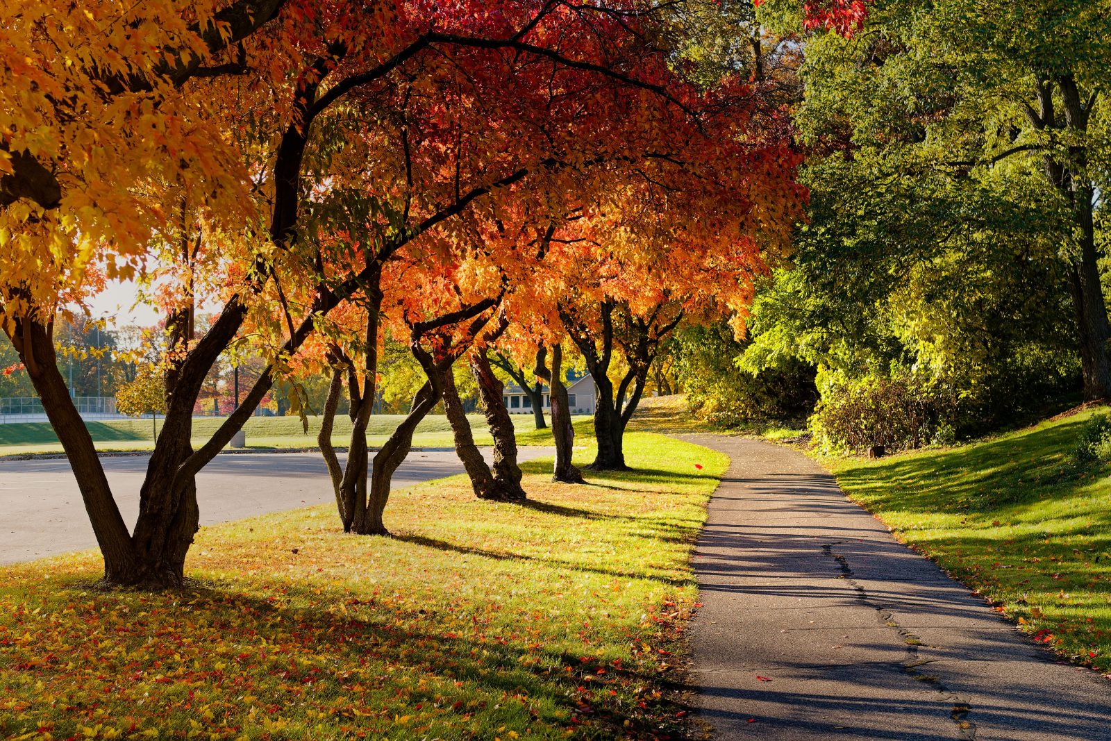 Tree-lined park path with colorful autumn foliage