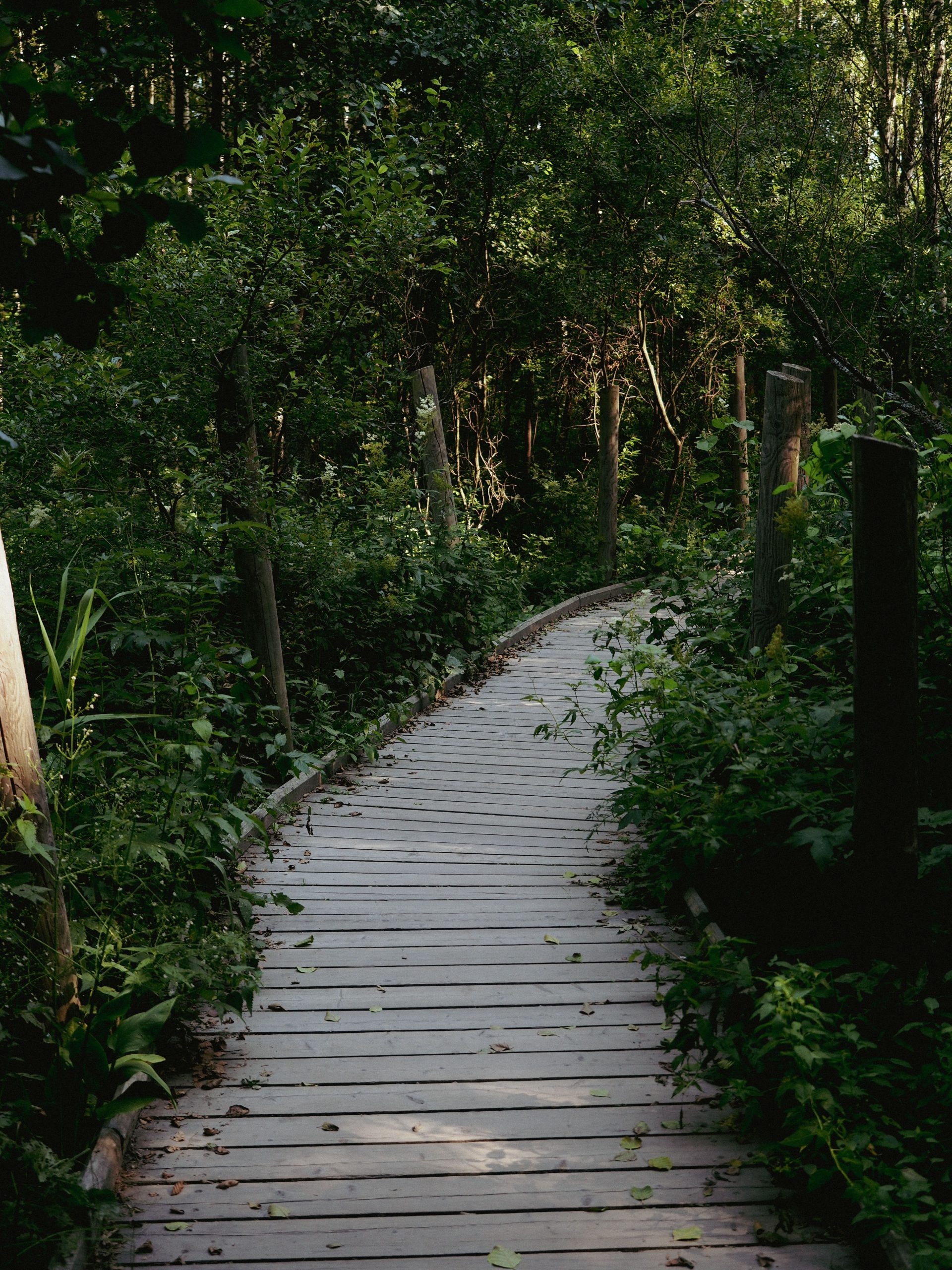 A wooden boardwalk trail through the forest